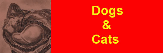 Dogs And Cats